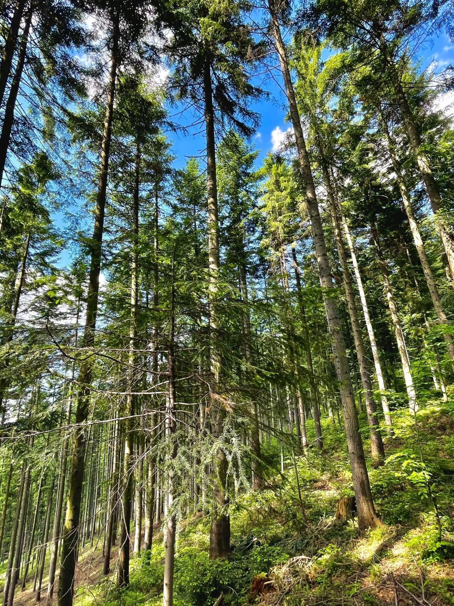 Przystanek Madejowa Villa Jeleśnia Exteriör bild